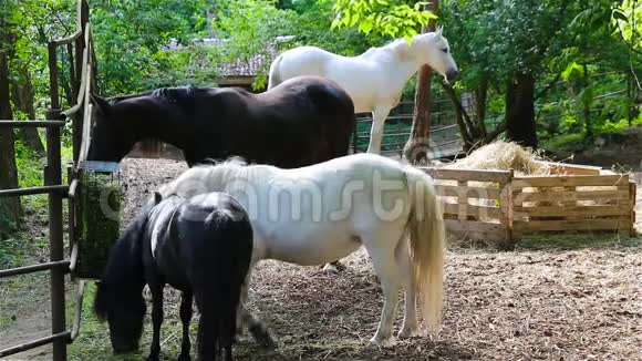 黑白马和小马是在谷仓里饲养的视频的预览图