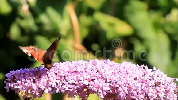 孔雀蝶和蜜蜂在丁香花上采蜜视频的预览图