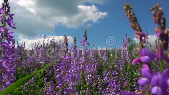 野地里撒维雅的花朵在美丽的多云天空的背景下视频的预览图