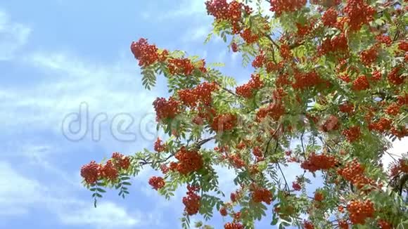 罗文浆果山灰树与成熟浆果视频的预览图