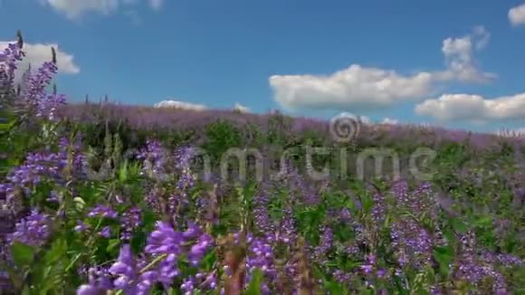 野地里撒维雅的花朵在美丽的多云天空的背景下视频的预览图