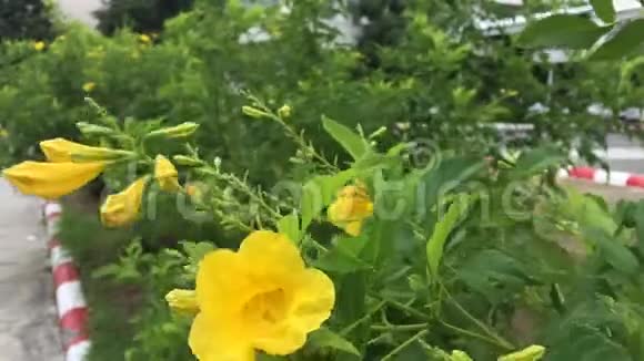黄色喇叭花在大自然上视频的预览图