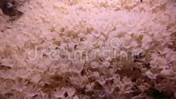 白脉软珊瑚脉搏菌群视频的预览图