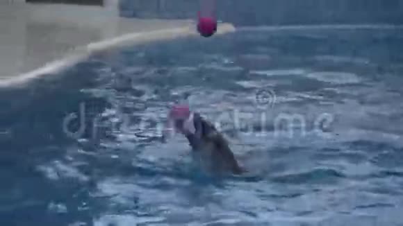 海豚在玩粉色球视频的预览图
