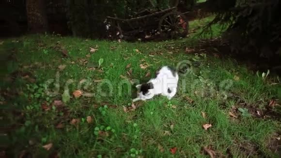 一只可爱的黑白猫在树下的草地上和一只棕色的青蛙玩耍视频的预览图