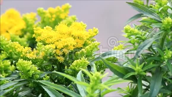 自然界中的黄色金棒花视频的预览图