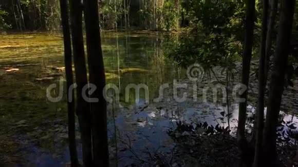 神秘森林池塘美丽而平静的气氛在树间沼泽高清慢镜头视频的预览图