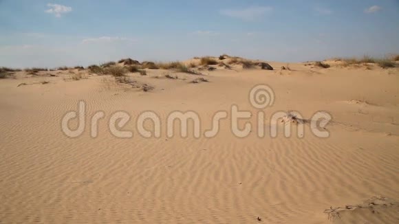 沙漠中有植被的沙丘视频的预览图
