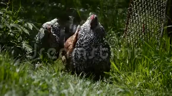 在格兰登的草地上散步母鸡和公鸡以传统的农村农场为食免费野外养殖视频的预览图