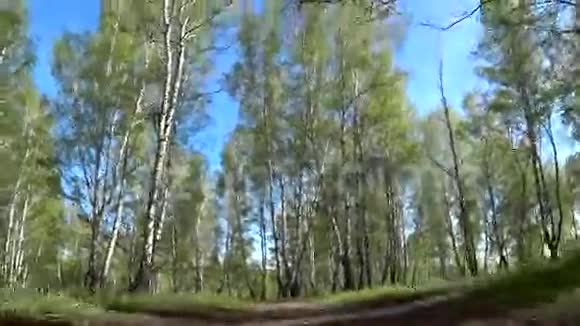 沿着小路在桦树林中移动从一个低点移动视频的预览图