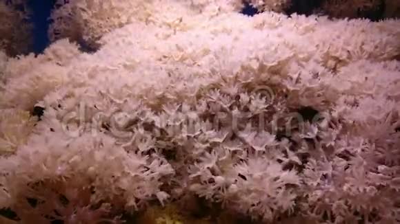 白脉软珊瑚脉搏菌群视频的预览图