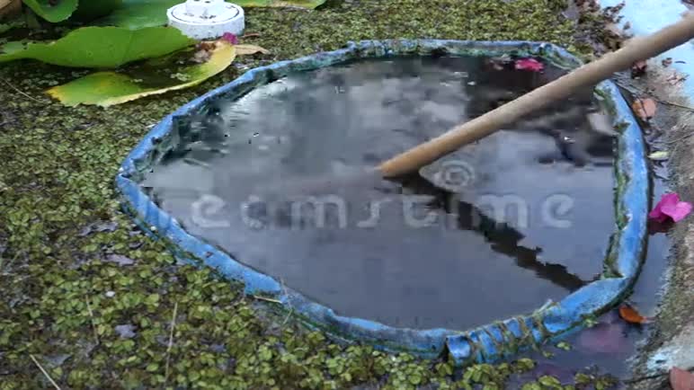 在加勒比海的一个鱼塘里清理淤泥视频的预览图