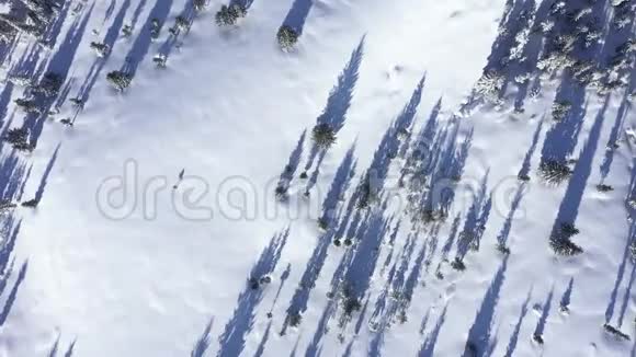 冬季空中4k无人驾驶飞机观雪覆盖杉树森林在山上视频的预览图