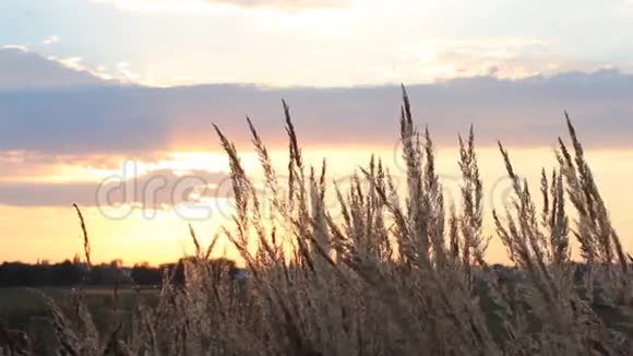 黎明时的天空粉红色和灰色的云层背景上有一片草地视频的预览图