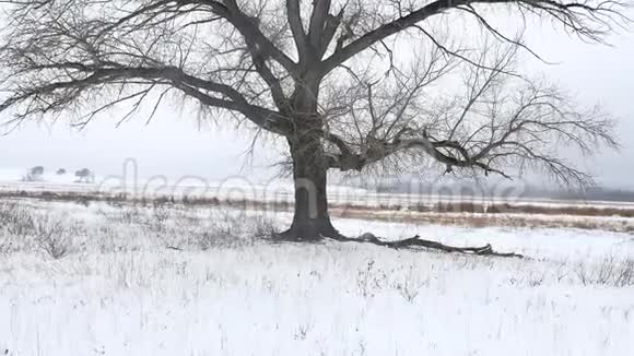 冻树在冬野和蓝天稳定凸轮寒冷的天气里孤独的冬树视频的预览图