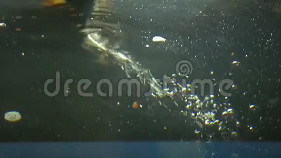 鱼缸中的氧气视频的预览图
