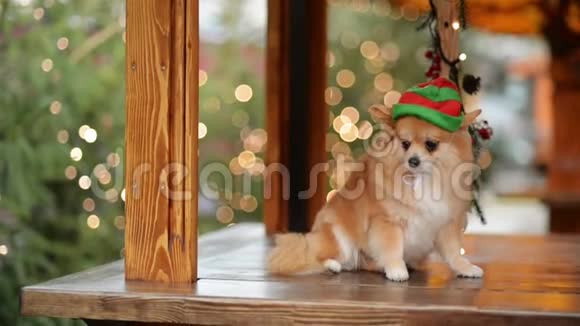 戴着圣诞帽的可爱狗的肖像圣诞快乐新年快乐视频的预览图