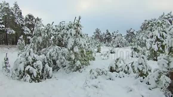 穿过西伯利亚冬季森林的路在雪地下拍摄圣诞树户外美丽的自然景观视频的预览图