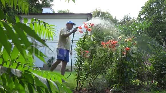 男花匠在院子里用软管喷雾器工具浇橙百合花4K视频的预览图