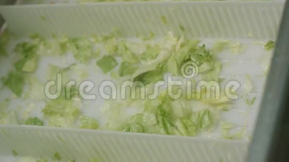 在特别盒子内放置绿色生菜视频的预览图