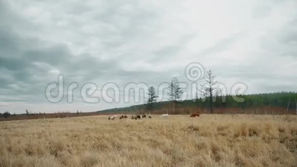 马在全高清野外放牧视频的预览图