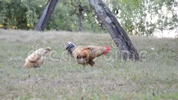 在草地上寻找食物的公鸡视频的预览图