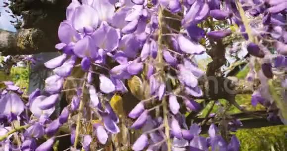 紫藤特写生机勃勃的植物视频的预览图