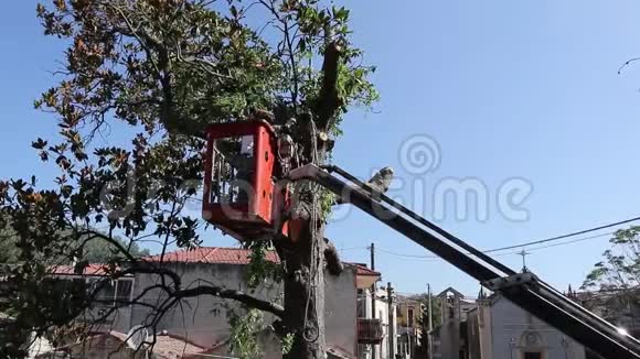 一个拿着电锯的人站在一把机械椅子的平台上修剪树木锯树视频的预览图