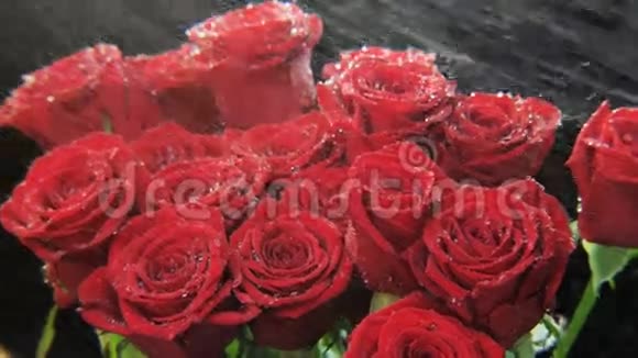 大雨中的红玫瑰视频的预览图