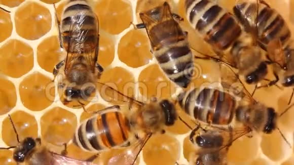 蜜蜂照顾幼虫它们的后代视频的预览图