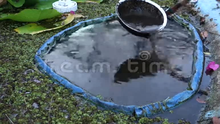 在加勒比海的一个鱼塘里清理淤泥视频的预览图