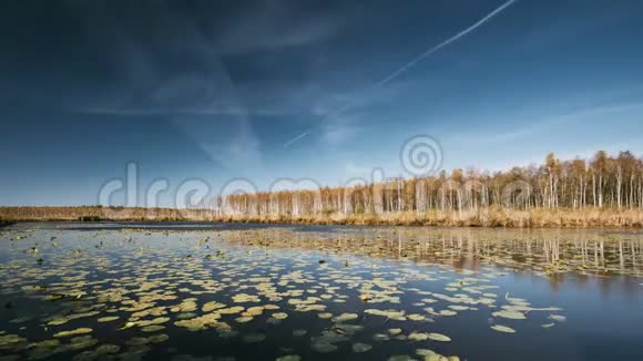 白俄罗斯生物圈保护区贝雷辛斯基秋天的风景与湖塘河和美丽的桦林在另一个视频的预览图