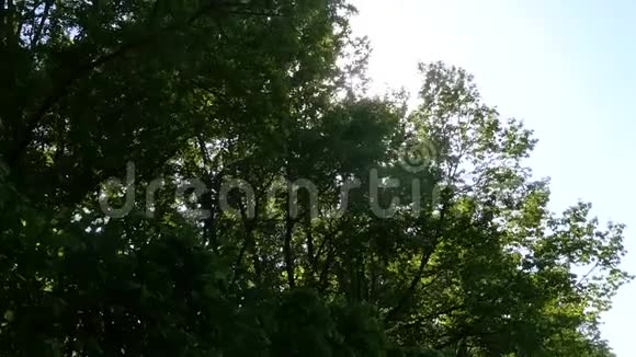 阳光透过树的叶子反射出来动作缓慢1920x1080全高清视频的预览图