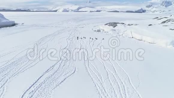 空中飞越奔跑的企鹅南极洲视频的预览图