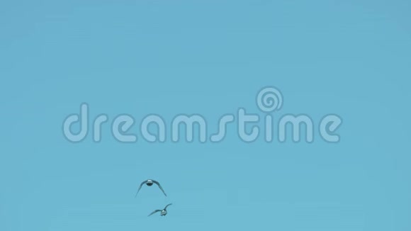鸟儿在天空中盘旋一群鸽子鸽子飞向蓝天慢动作视频鸽子的概念视频的预览图