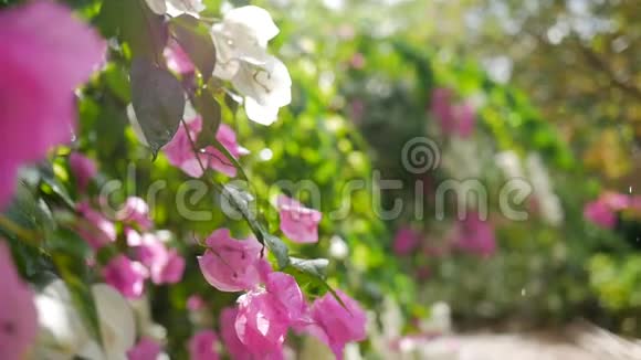 小雨时树上的粉红色花朵对抗太阳慢镜头花高清背景与美丽的镜头耀斑视频的预览图