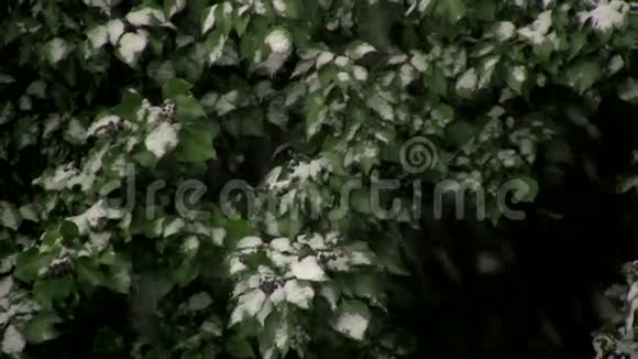 绿色叶子上的雪视频的预览图