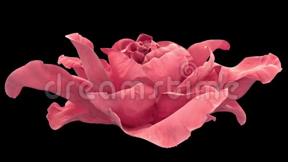 粉红色玫瑰的开放盛开的粉红色玫瑰与阿尔法哑光视频的预览图