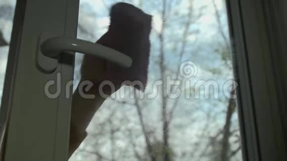 在春天的一天黑发女人洗了窗户视频的预览图