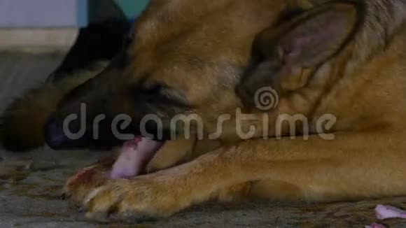 德国牧羊犬吃骨头视频的预览图