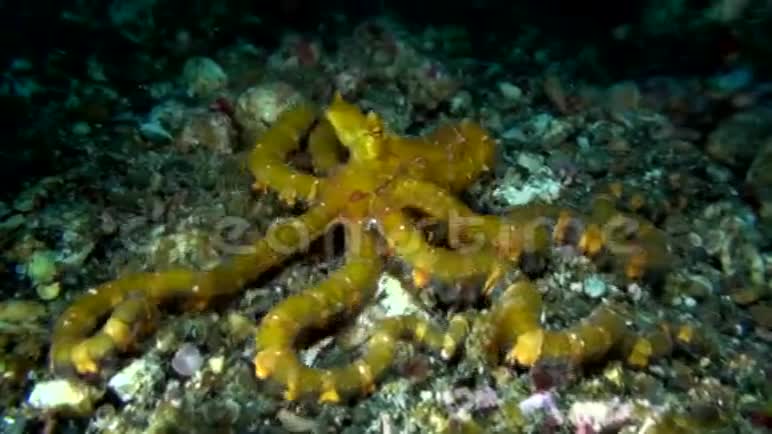 伦贝海峡章鱼的上镜视频的预览图