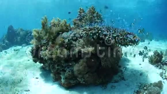 珊瑚礁周围的小礁鱼视频的预览图