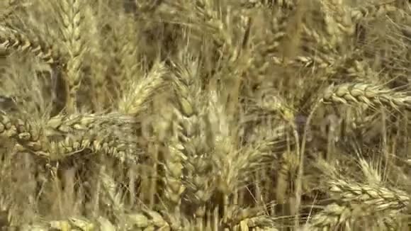 小麦三叶草生物金成熟穗和类面食或通心粉小麦广泛种植为谷物视频的预览图