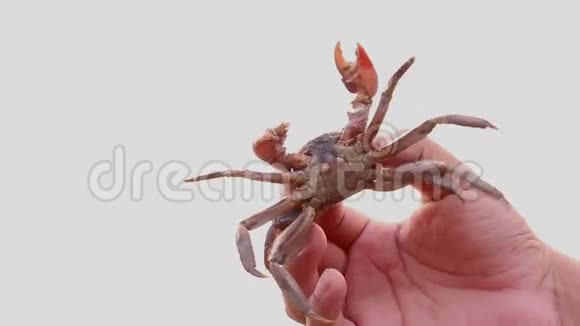 手抓螃蟹隔离视频的预览图