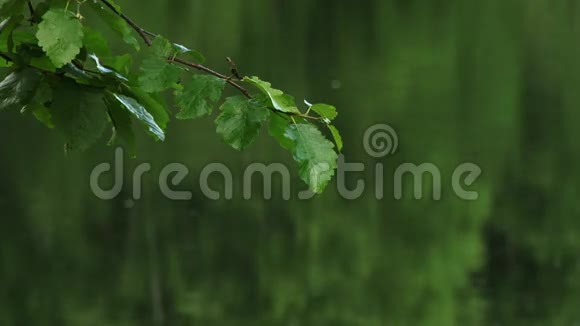 雨打在更高的树枝上树叶挂在湖面上视频的预览图