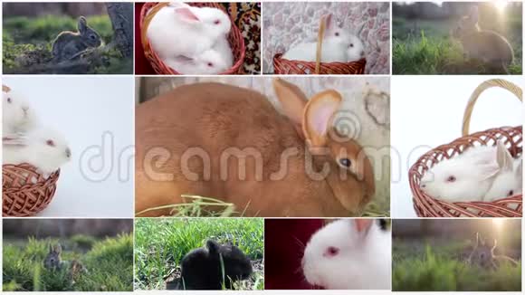 复活节兔子粉红色背景上有粉红色的彩蛋复活节假期的概念视频的预览图