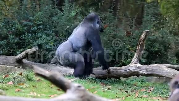 行走和跳跃的银背大猩猩视频的预览图