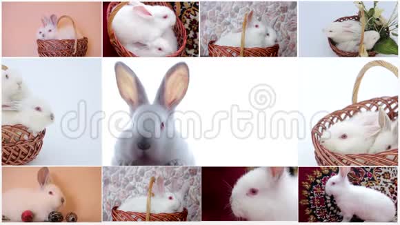 复活节兔子粉红色背景上有粉红色的彩蛋复活节假期的概念视频的预览图