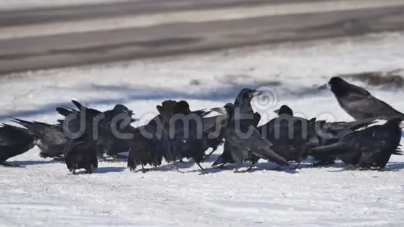 成群的乌鸦坐在雪地里一群野生乌鸦冬天在雪地上吃谷物冬天在户外视频的预览图