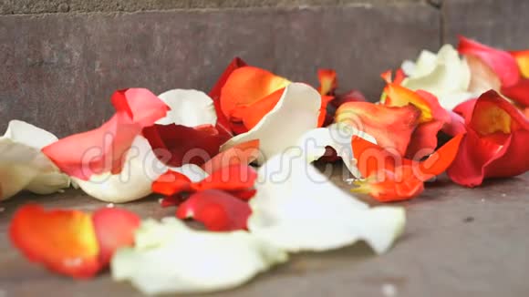 红色白色玫瑰花瓣散落在大理石瓷砖上视频的预览图